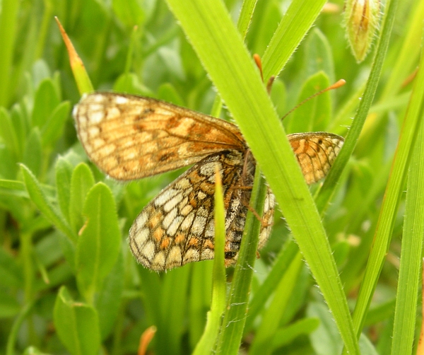 da determinare - Boloria pales e Melitaea varia